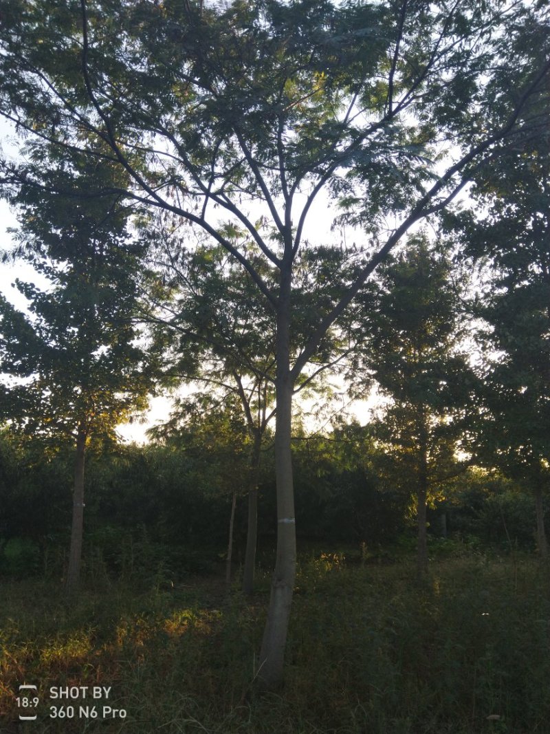 合欢树，精品合欢树