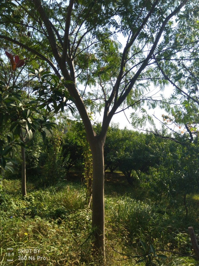 合欢树，精品合欢树