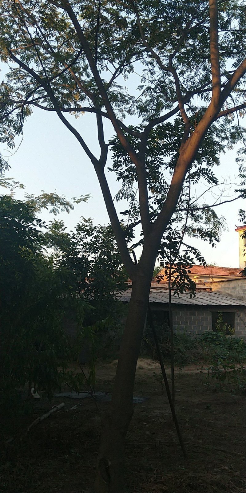 合欢树，精品合欢树