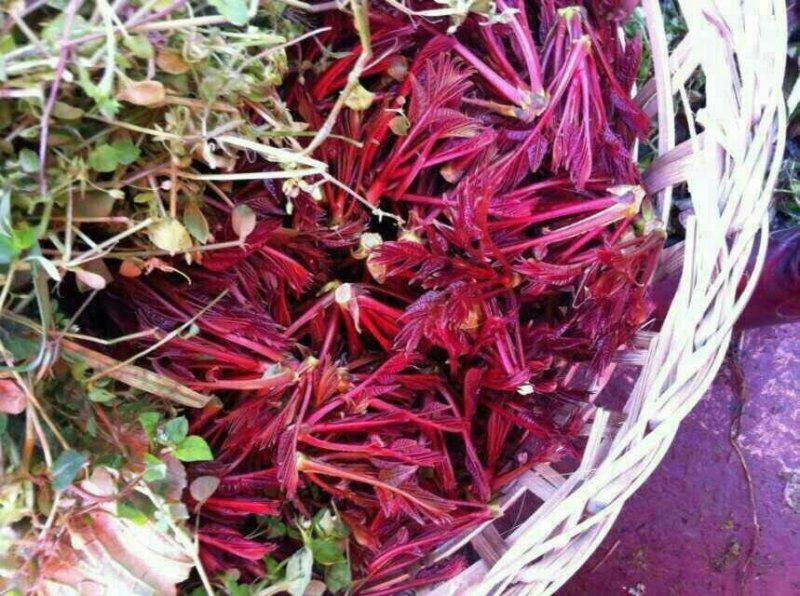 香椿苗