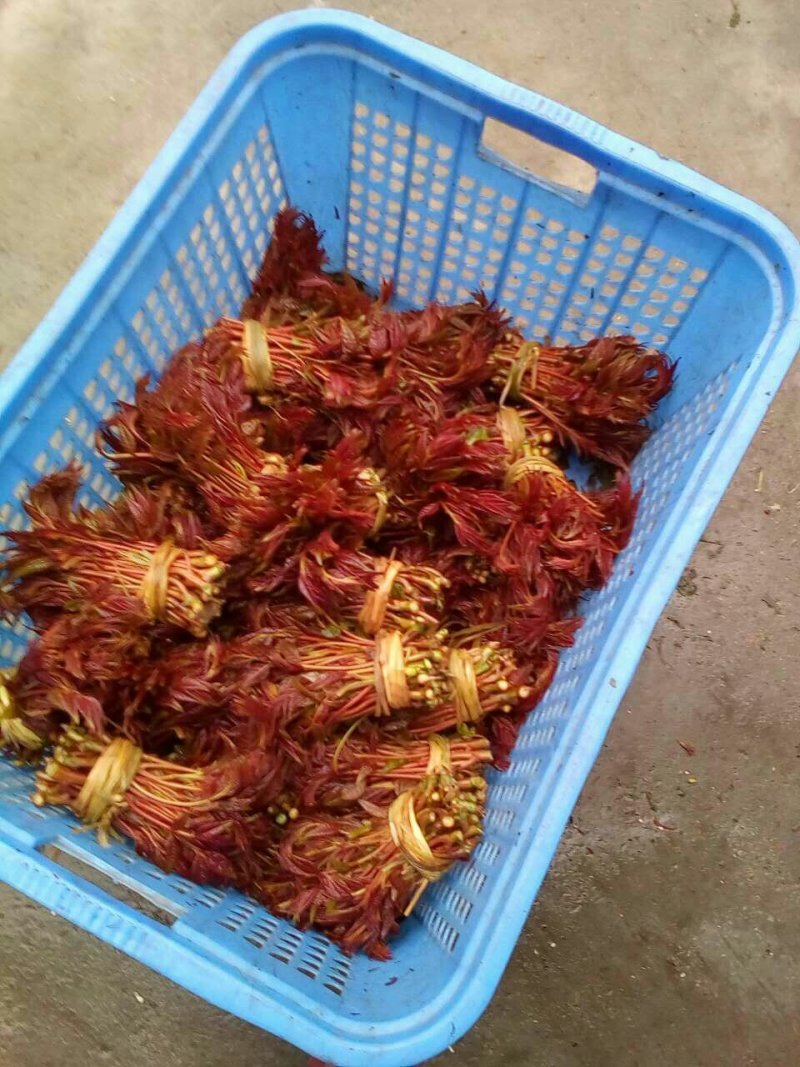 香椿苗