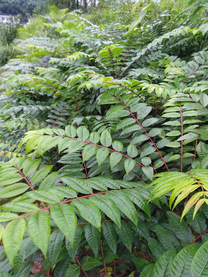 香椿苗