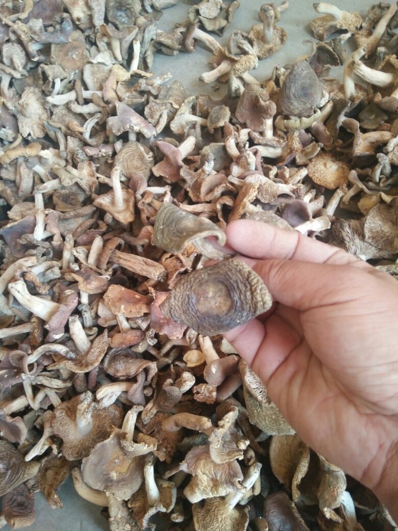 青头菌.梨菇灰菇土特产干货