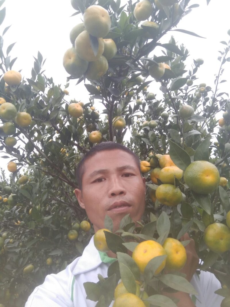 柑桔