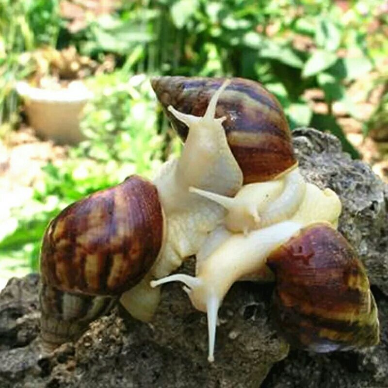 白玉蜗牛