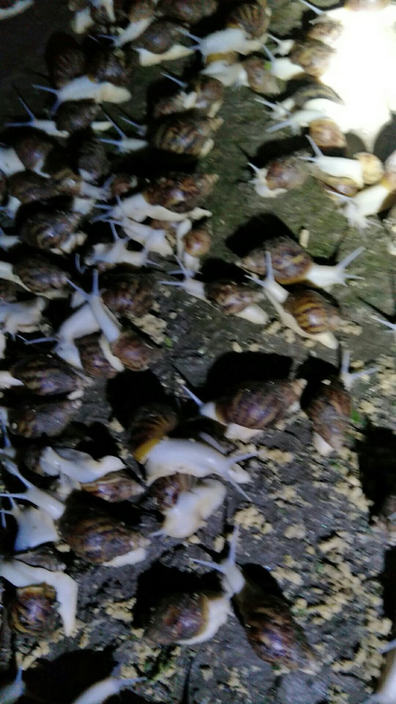 白玉蜗牛
