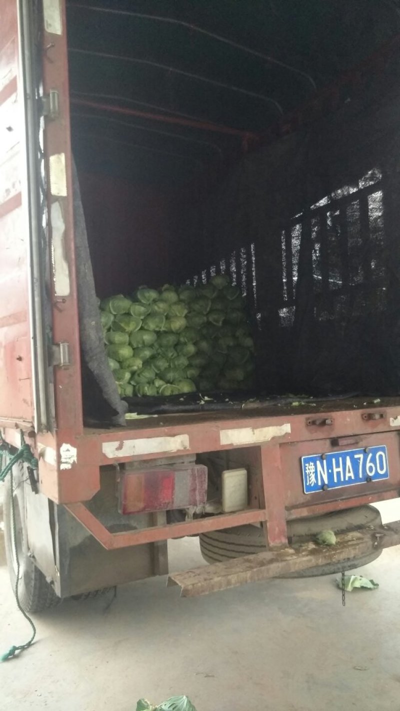 河南扁包大量走货中