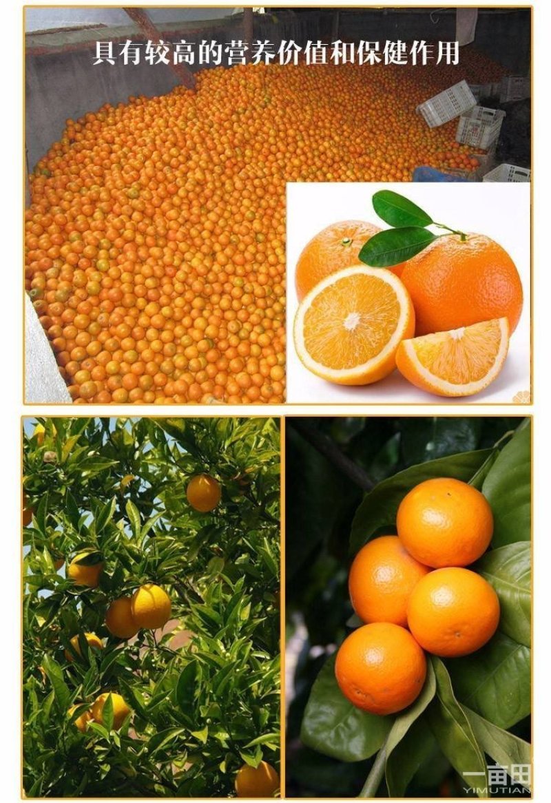 锦蜜冰糖橙大量开始出售一件包邮