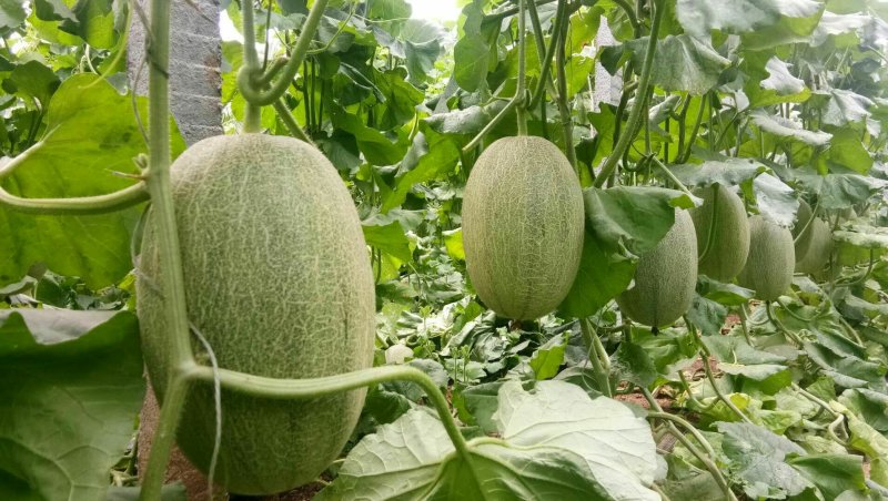 小密25号哈蜜瓜，大量上市中，产地直供新鲜采摘，