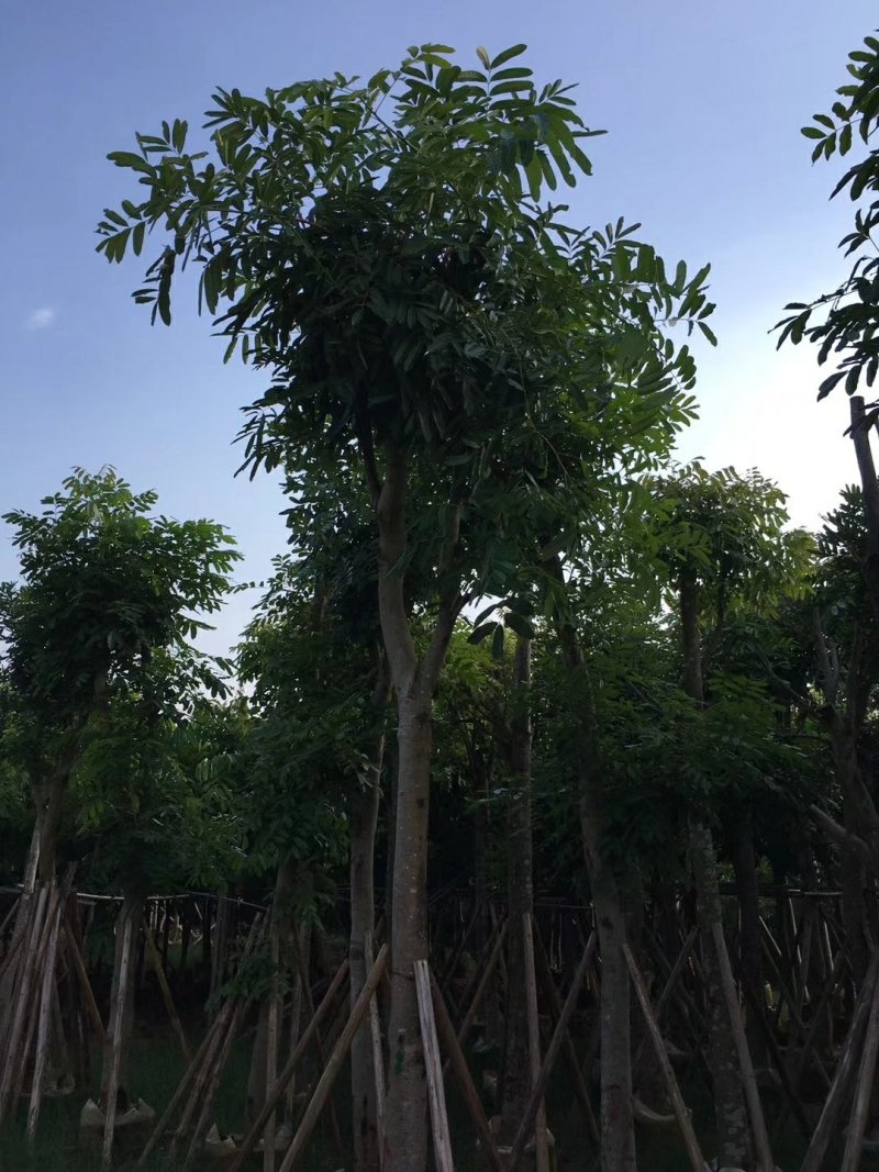 出售桃花心木移植袋苗地苗需要的老板联系