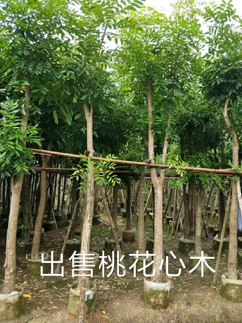 出售桃花心木移植袋苗地苗需要的老板联系