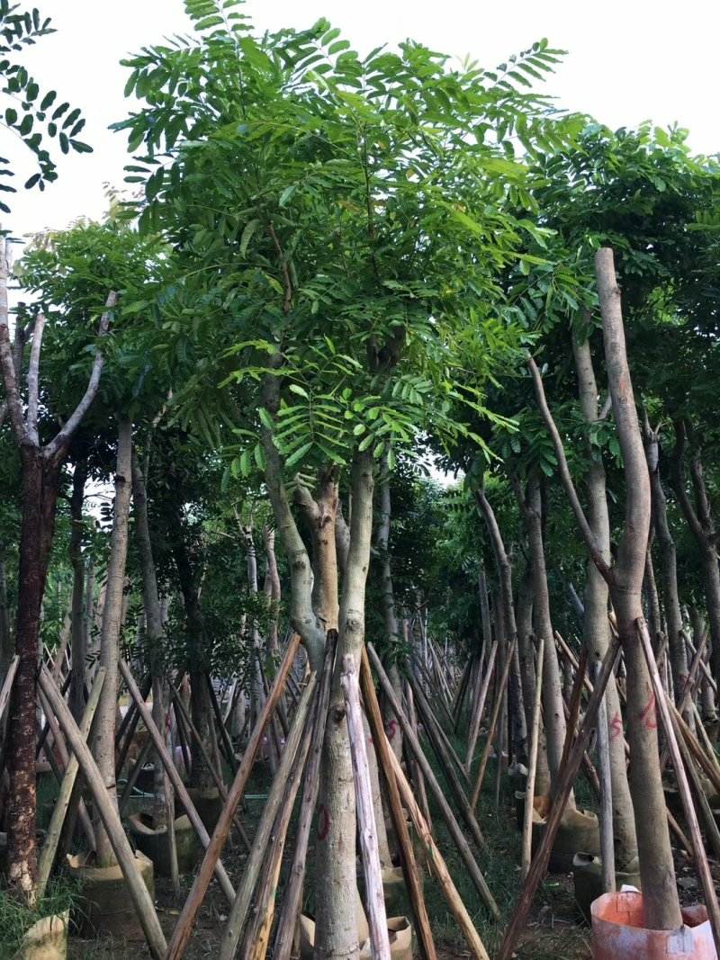 出售桃花心木移植袋苗地苗需要的老板联系