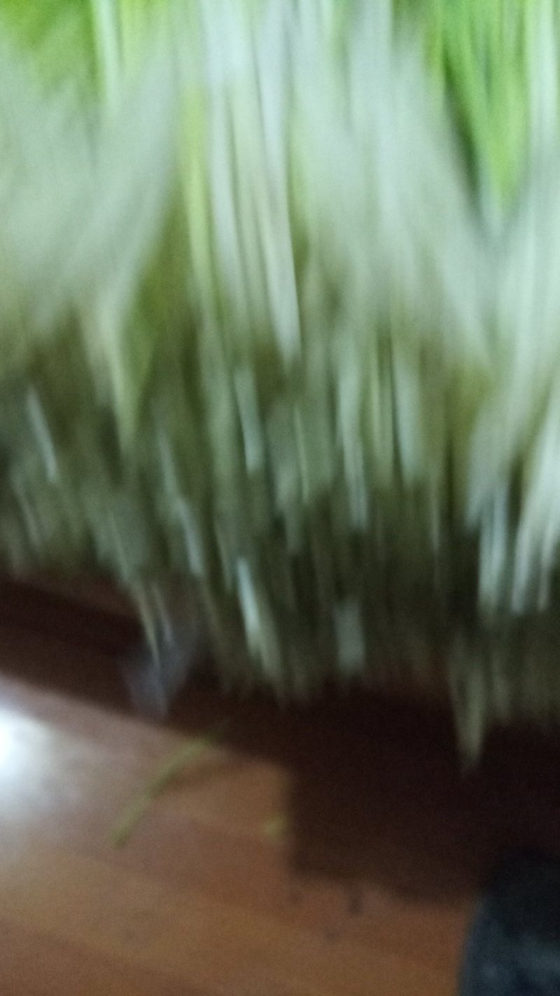 40工分高的蒜黄