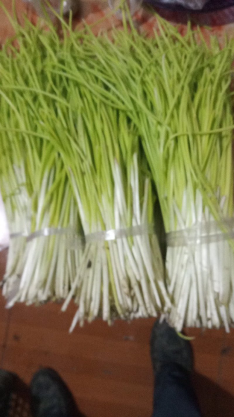 40工分高的蒜黄
