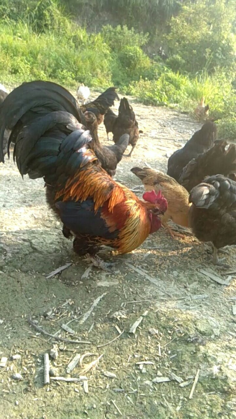 土鸡