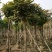 出售麻楝移植袋苗5-18公分需要的老板联系