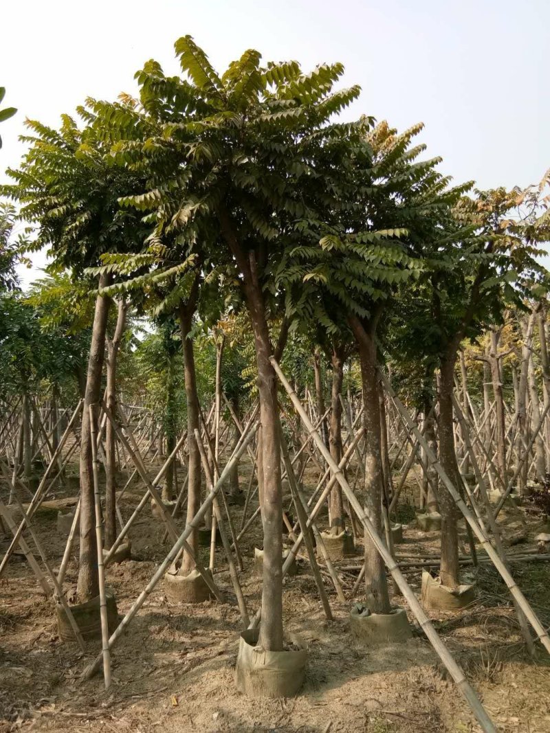 出售麻楝移植袋苗5-18公分需要的老板联系