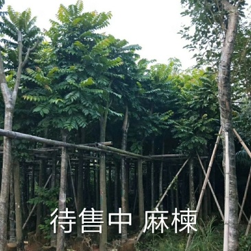 出售麻楝移植袋苗5-18公分需要的老板联系