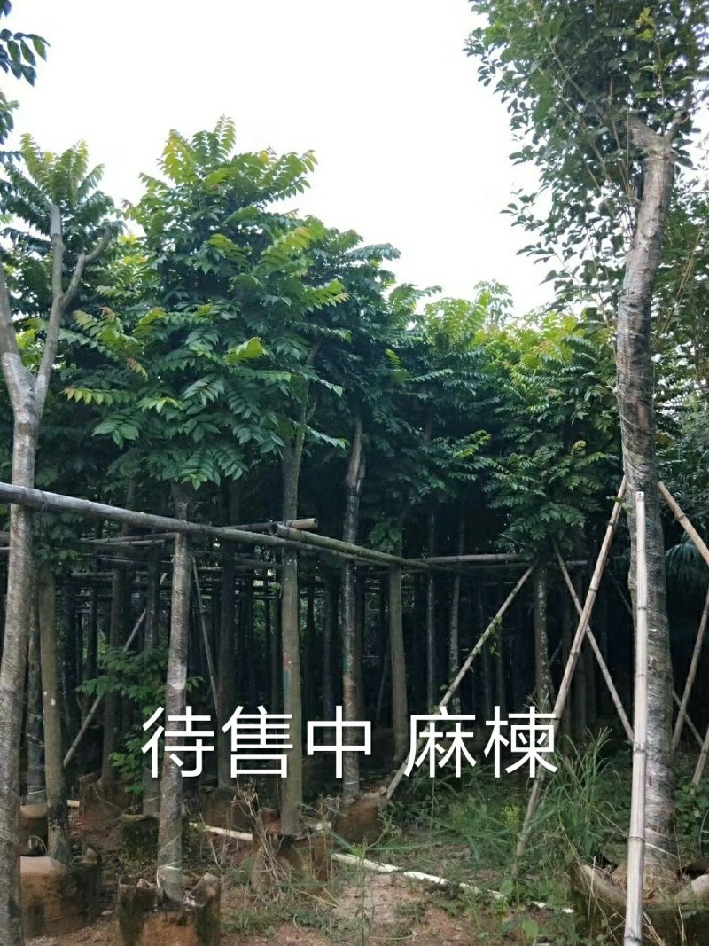 出售麻楝移植袋苗5-18公分需要的老板联系