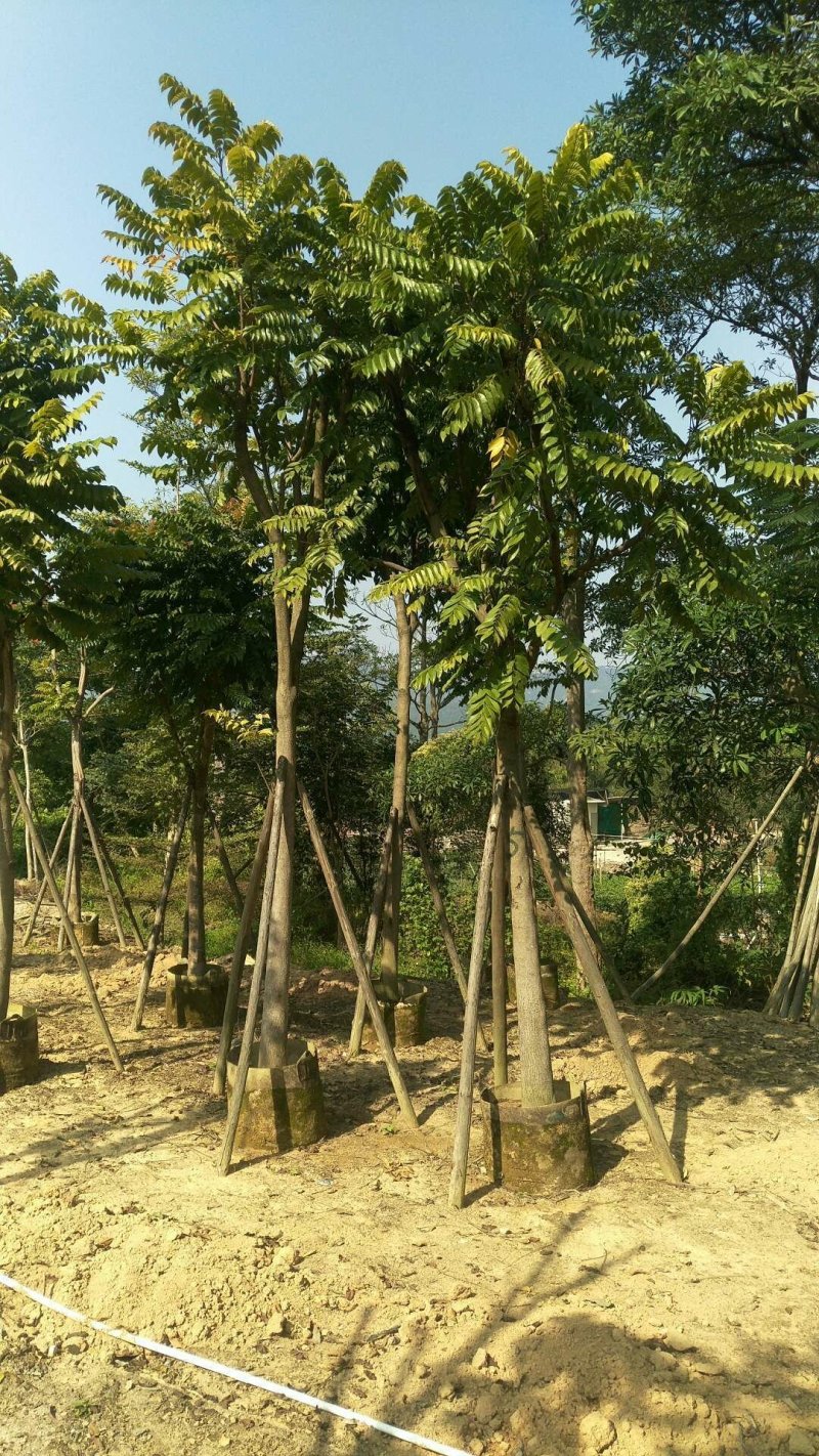 出售麻楝移植袋苗5-18公分需要的老板联系