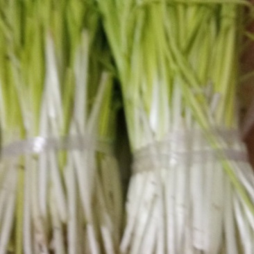 蒜黄40工分高了