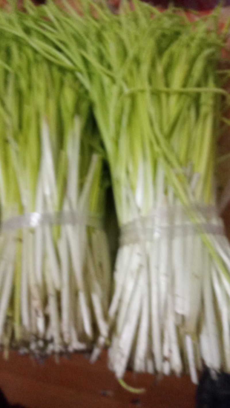 蒜黄40工分高了