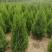 望都塔桧河北望都大田苗1.2米自然塔形景观绿化