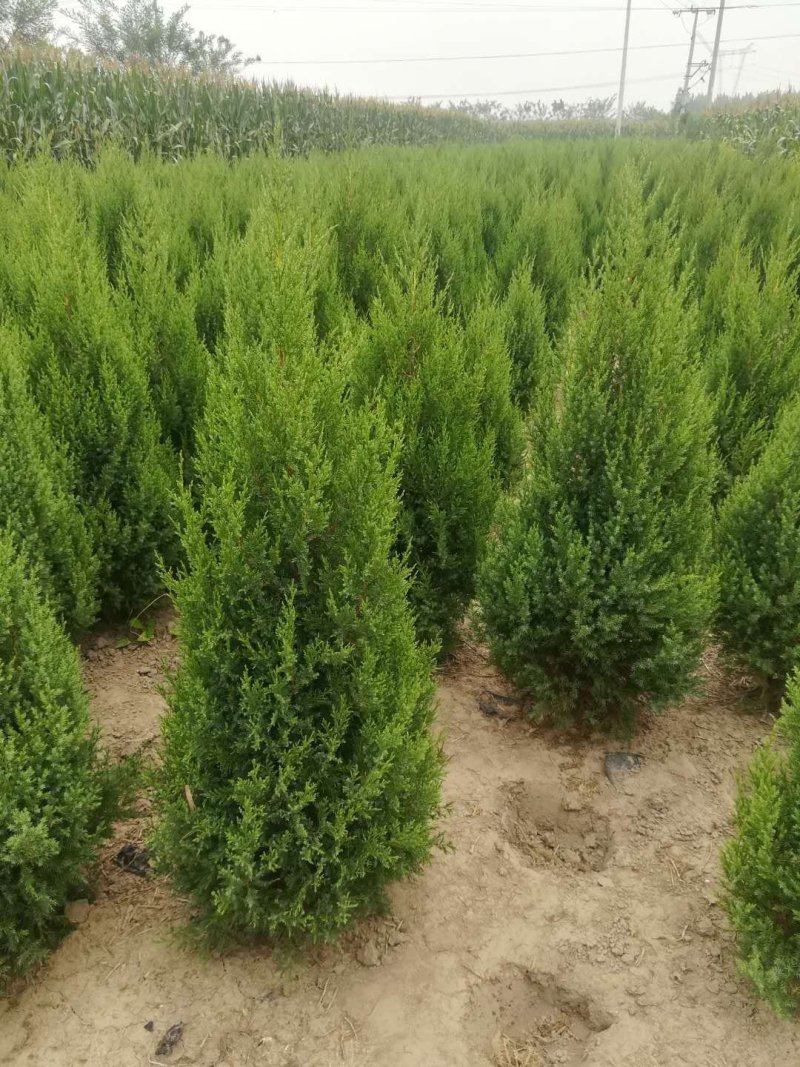 望都塔桧河北望都大田苗1.2米自然塔形景观绿化