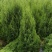 望都塔桧河北望都大田苗1.2米自然塔形景观绿化