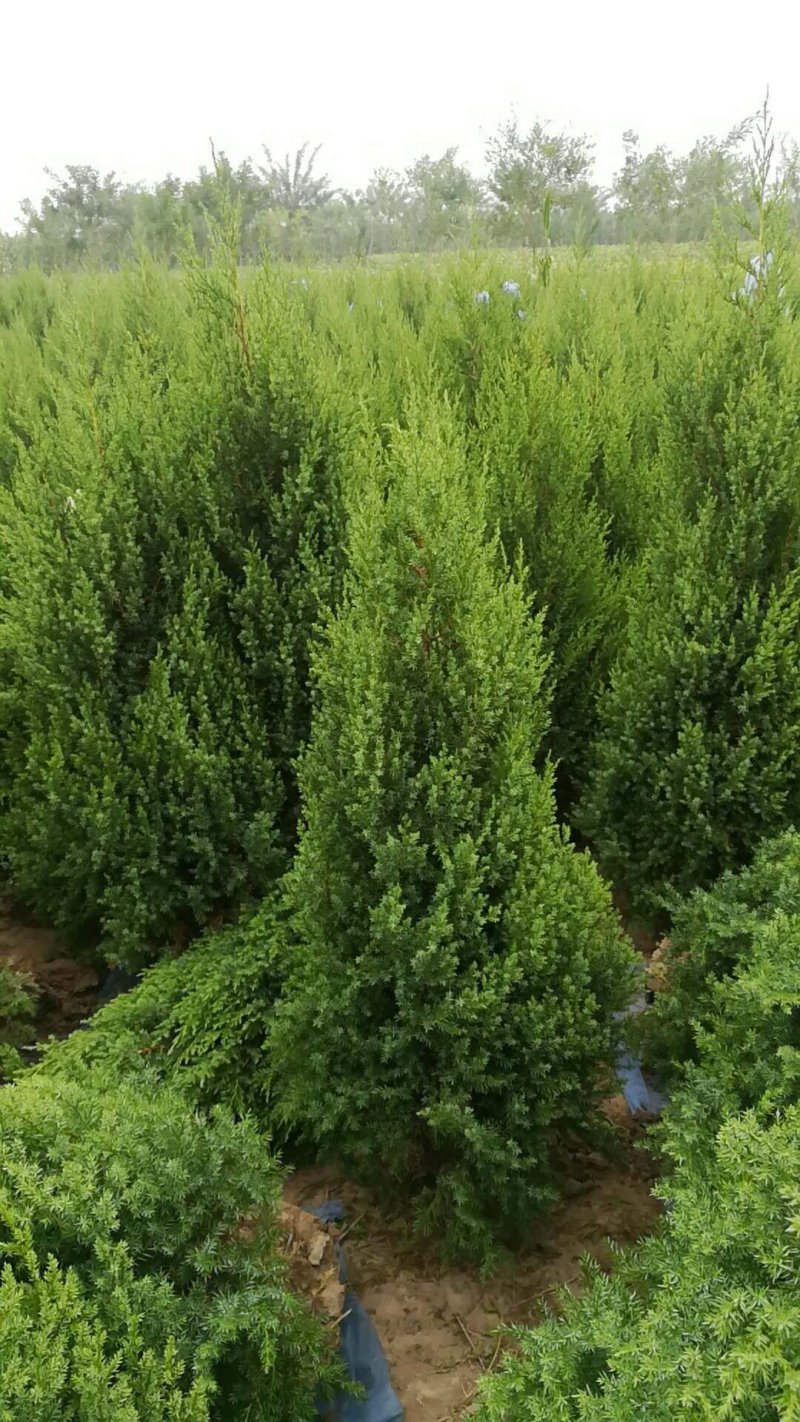 望都塔桧河北望都大田苗1.2米自然塔形景观绿化