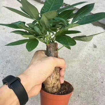 发财树，常年有货，品质保证，基地直销。极各种盆栽。欢迎来