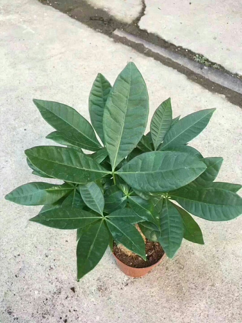 发财树，常年有货，品质保证，基地直销。极各种盆栽。欢迎来