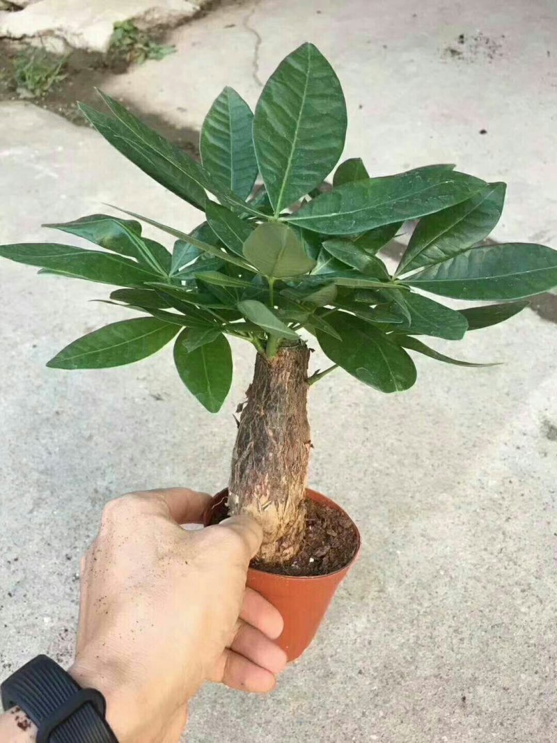 发财树，常年有货，品质保证，基地直销。极各种盆栽。欢迎来