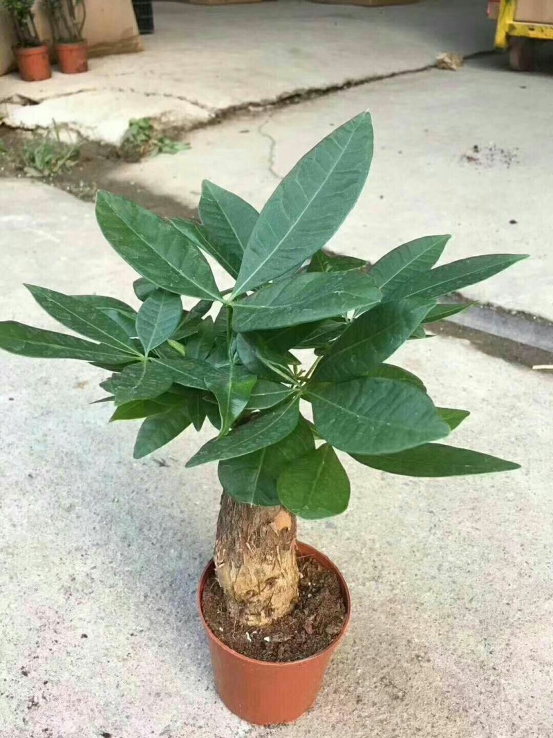 发财树，常年有货，品质保证，基地直销。极各种盆栽。欢迎来