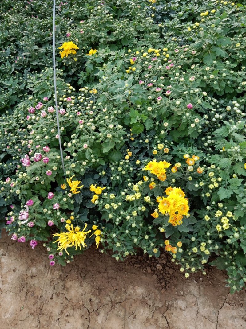 菊花