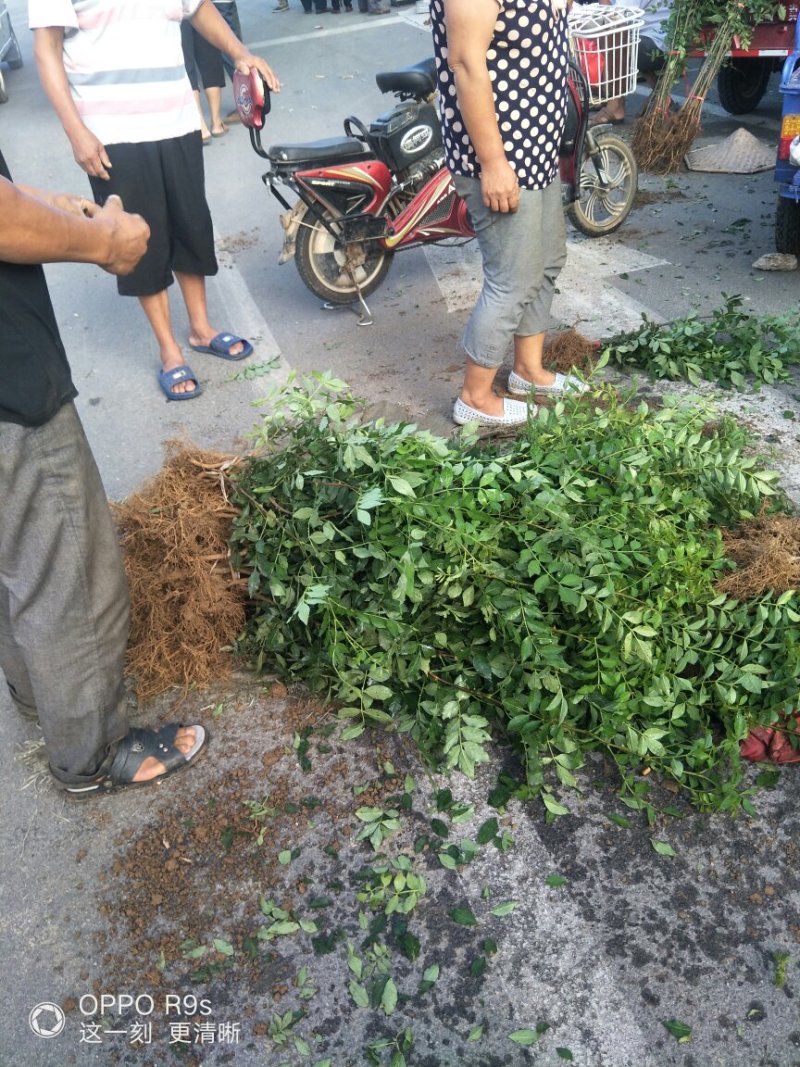 花椒苗一年，包邮。成活率百分之九十九，大青稞品种