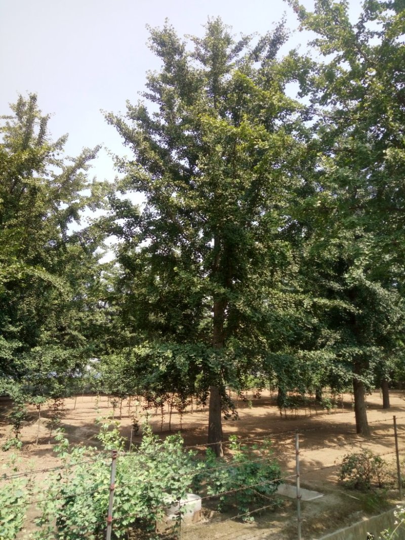 银杏树，银杏实生树，嫁接树，银杏树苗，
