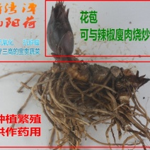 阳荷种根襄荷洋荷满十斤