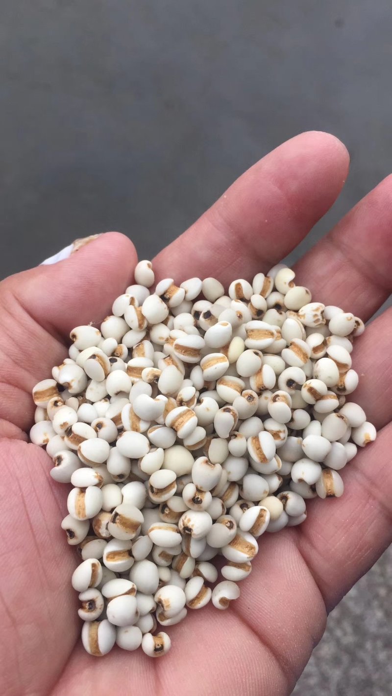 兴仁小薏米薏仁米苡米98米95米各种规格按要求生产