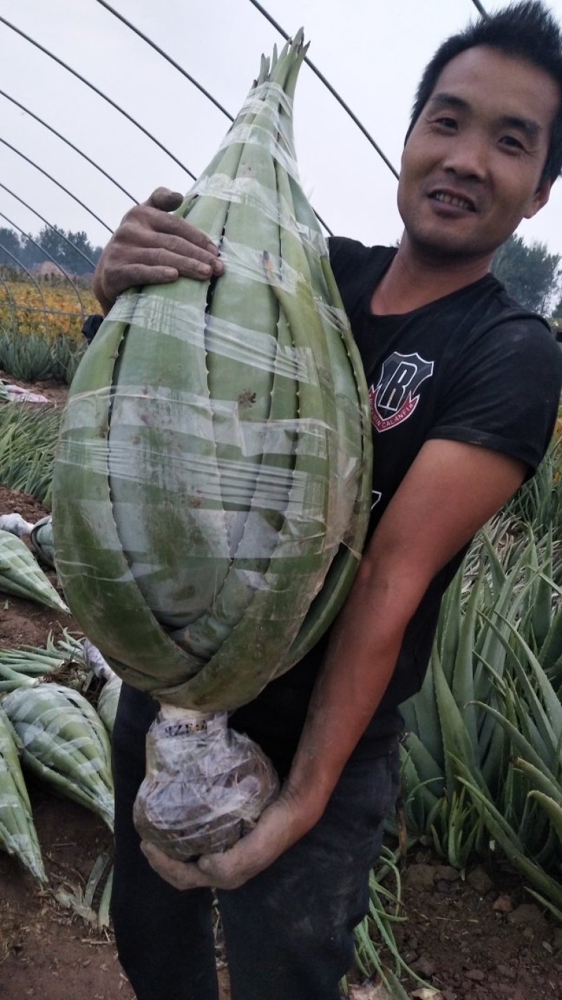 20斤以上的芦荟2棵起批包邮，新疆西藏等偏远地区不包邮