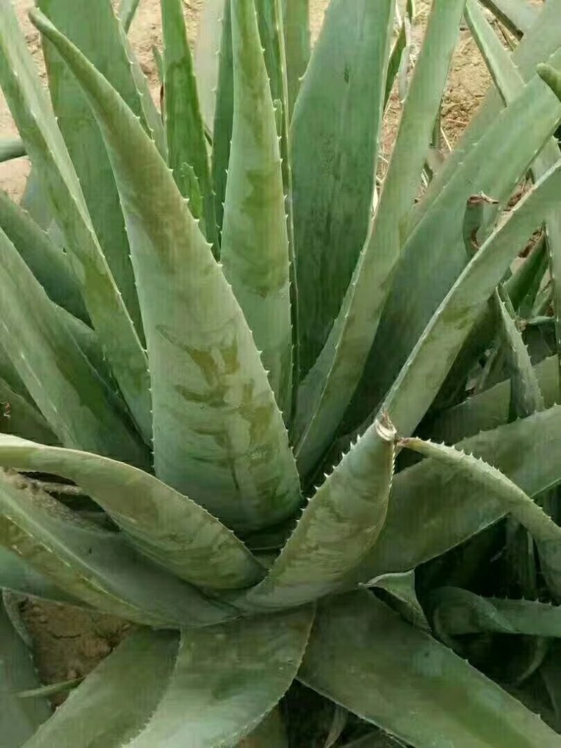 20斤以上的芦荟2棵起批包邮，新疆西藏等偏远地区不包邮