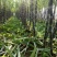 黑皮水果甘蔗