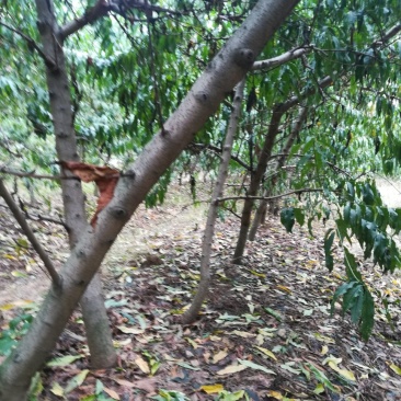 桃树，供五万棵成品丰果期的占地桃树，梨树裸根，土球匀可