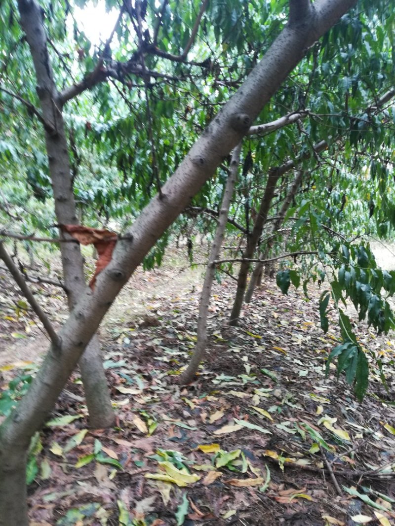 桃树，供五万棵成品丰果期的占地桃树，梨树裸根，土球匀可