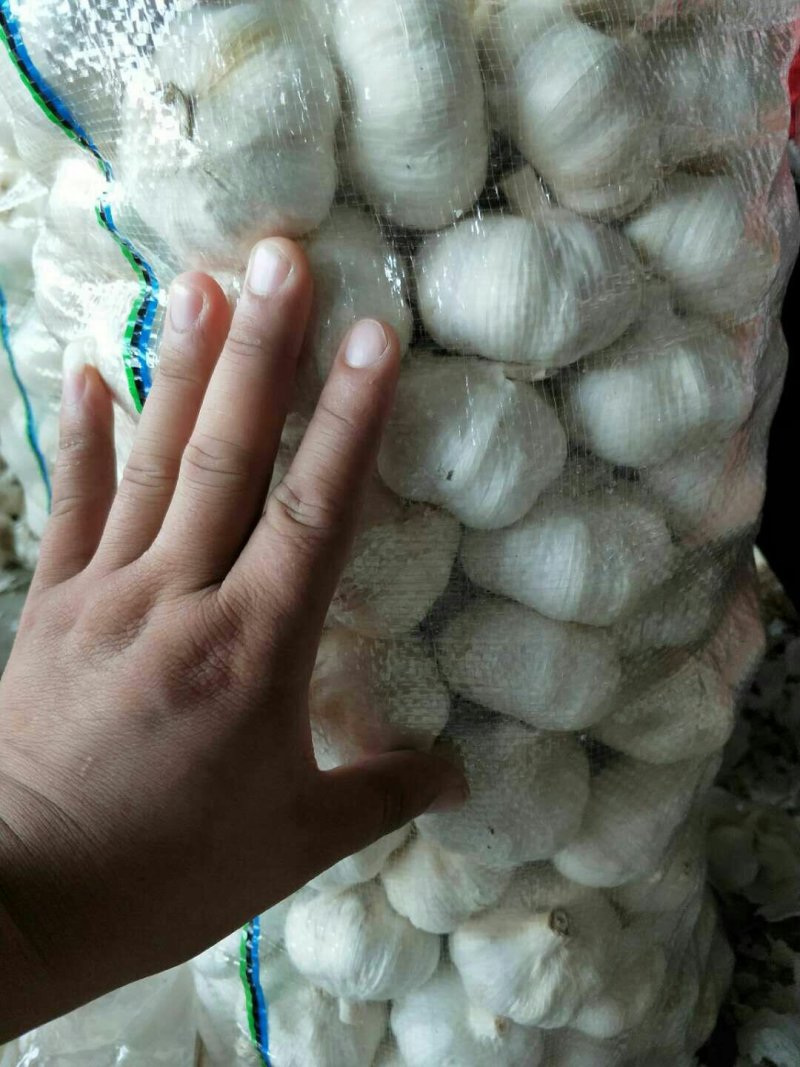 金乡大蒜紫皮蒜加工各规格包装！一吨起批。量大从优。
