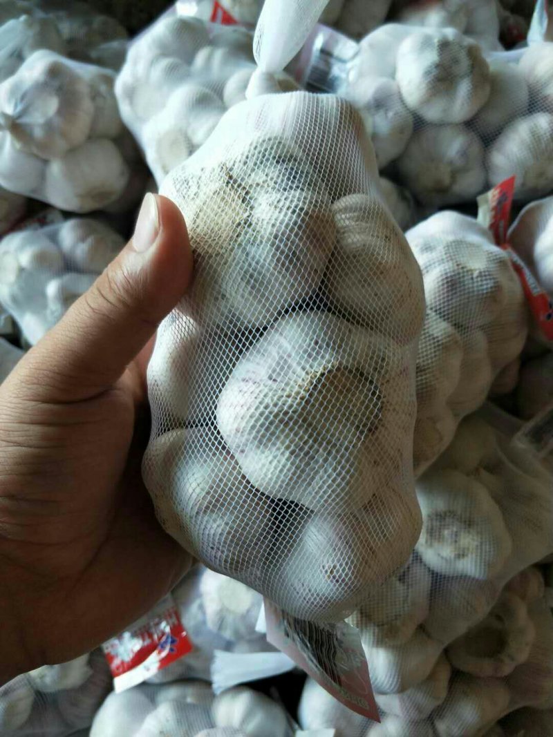 金乡大蒜紫皮蒜加工各规格包装！一吨起批。量大从优。