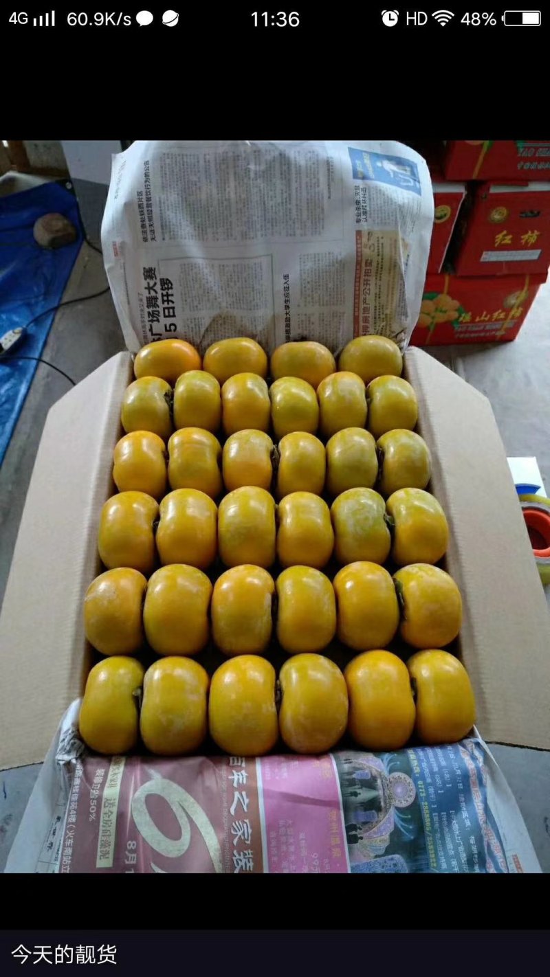 大量供应天然绿色水果脆柿，红柿，零售，批发，可代购