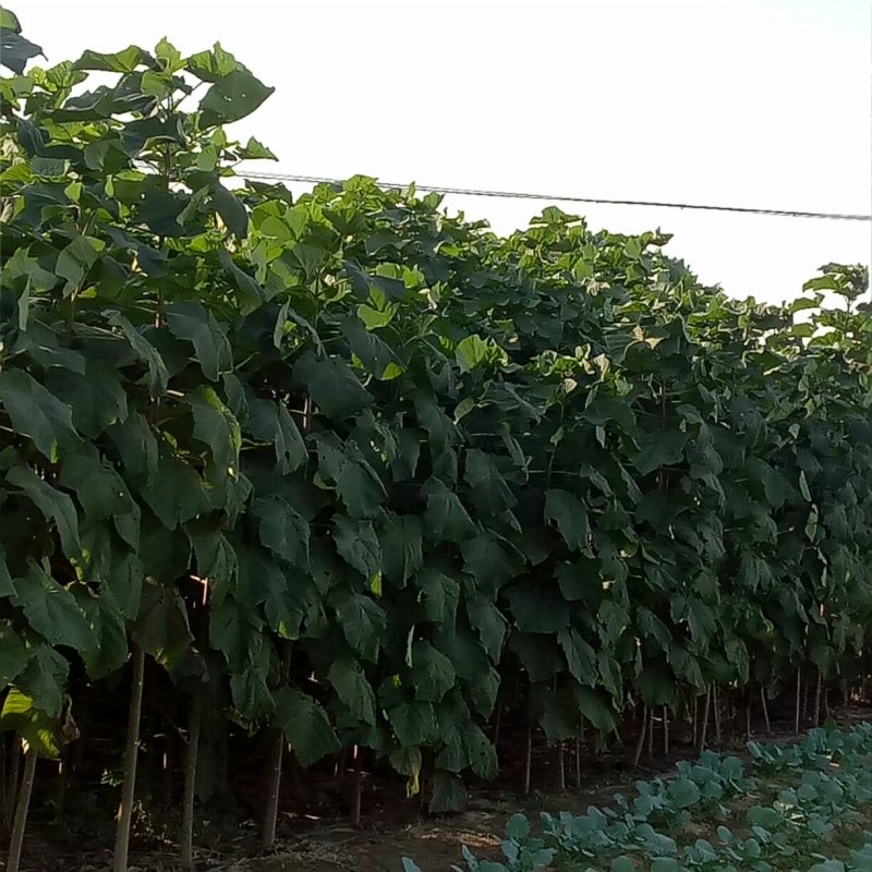 9501杂交泡桐