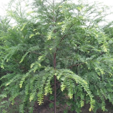 红豆杉