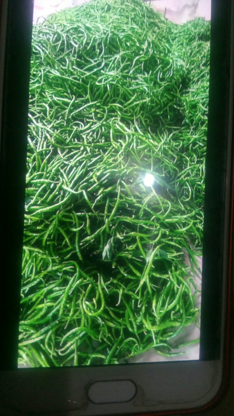 鲜辣椒